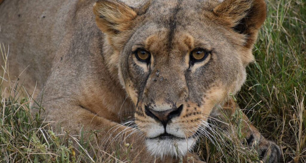 3 Day Masai Mara Safari