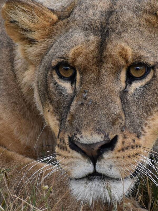 3 Day Masai Mara Safari
