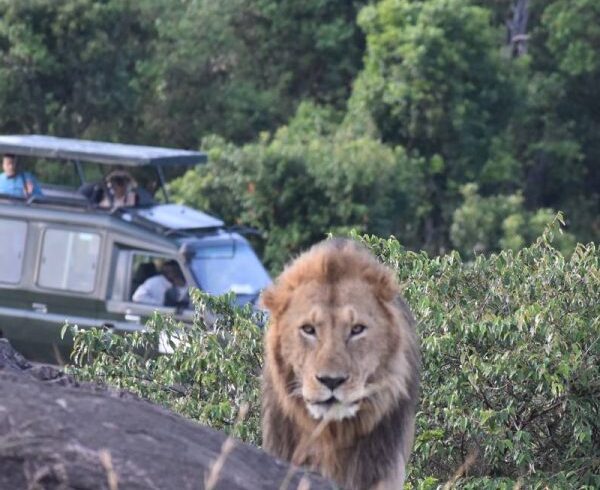 Kenya Safari Packages