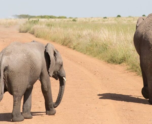Best Kenya Safari