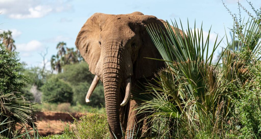 Signature Africa Safari