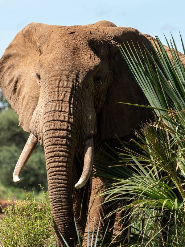 Signature Africa Safari
