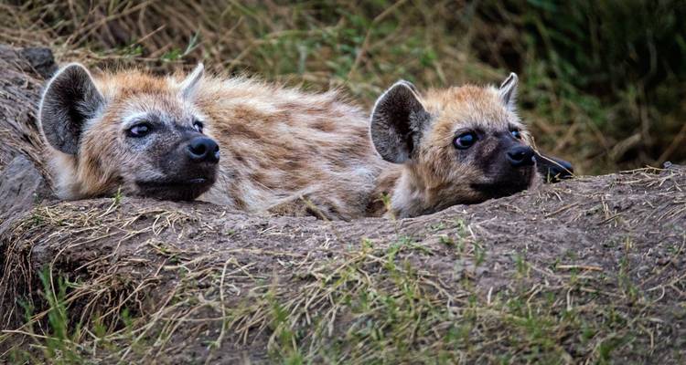 Kenya Luxury Safari