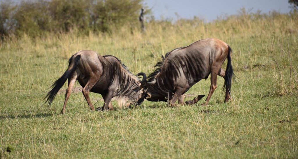 7 Day Kenya Safari
