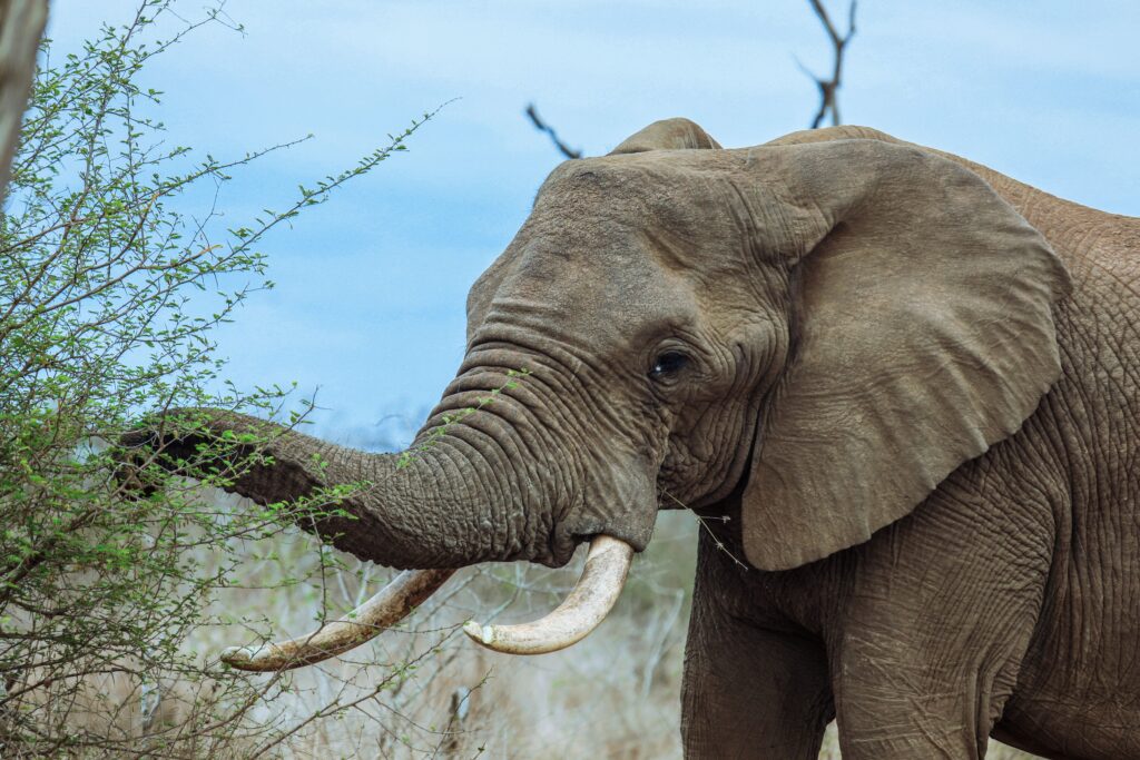 Budget African Safari