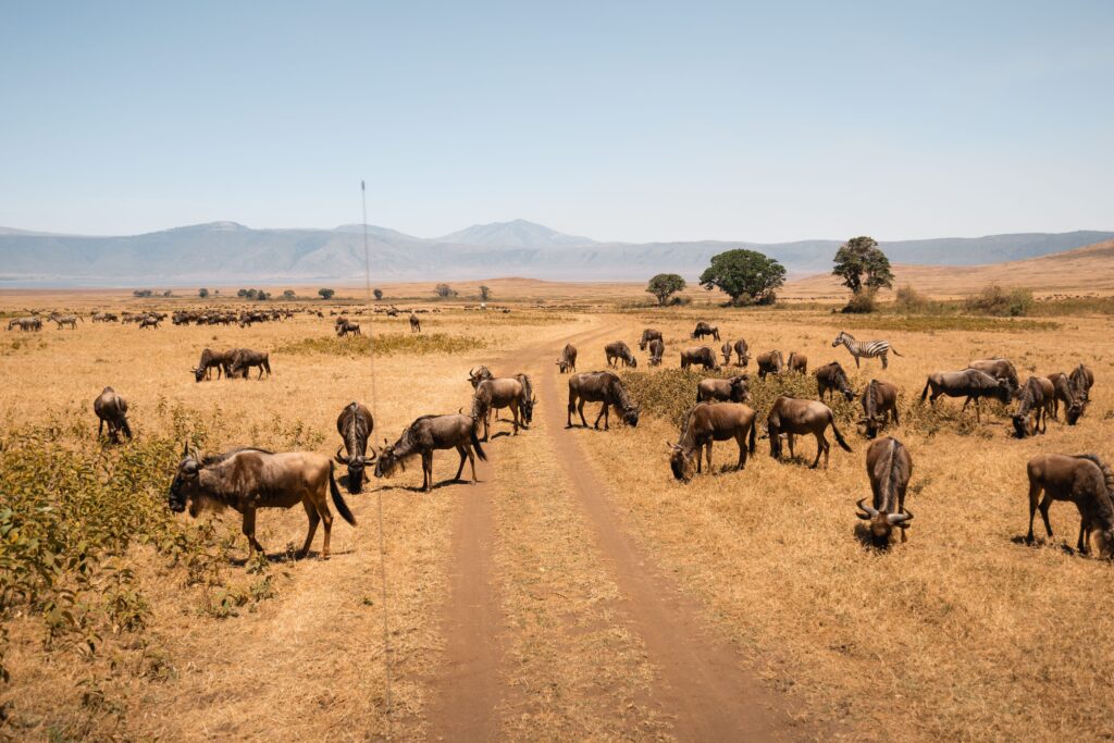 Kenya Budget Safari