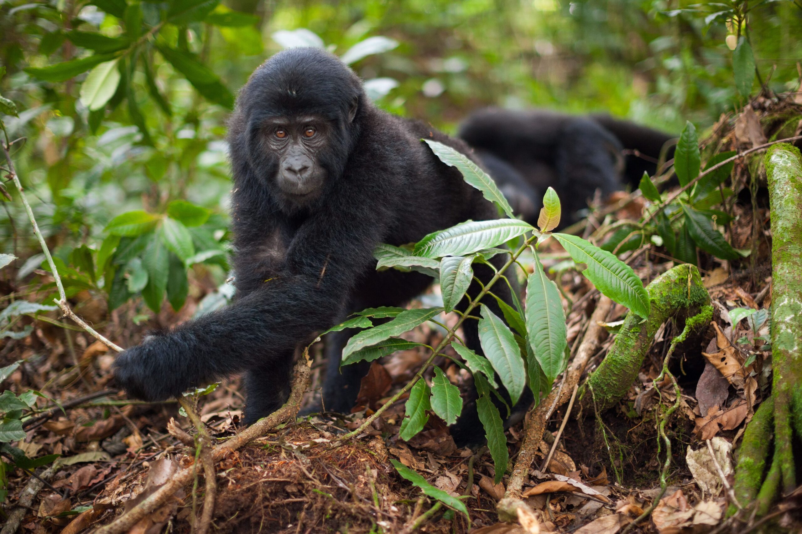 exciting africa safaris 33 scaled