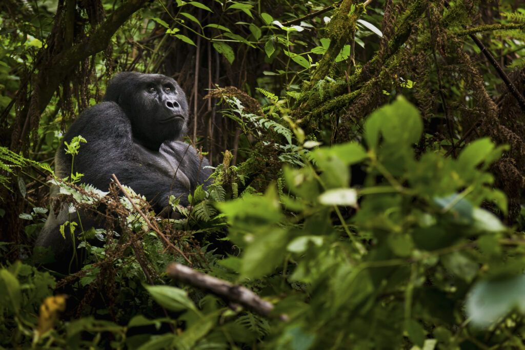Uganda Gorilla Safari
