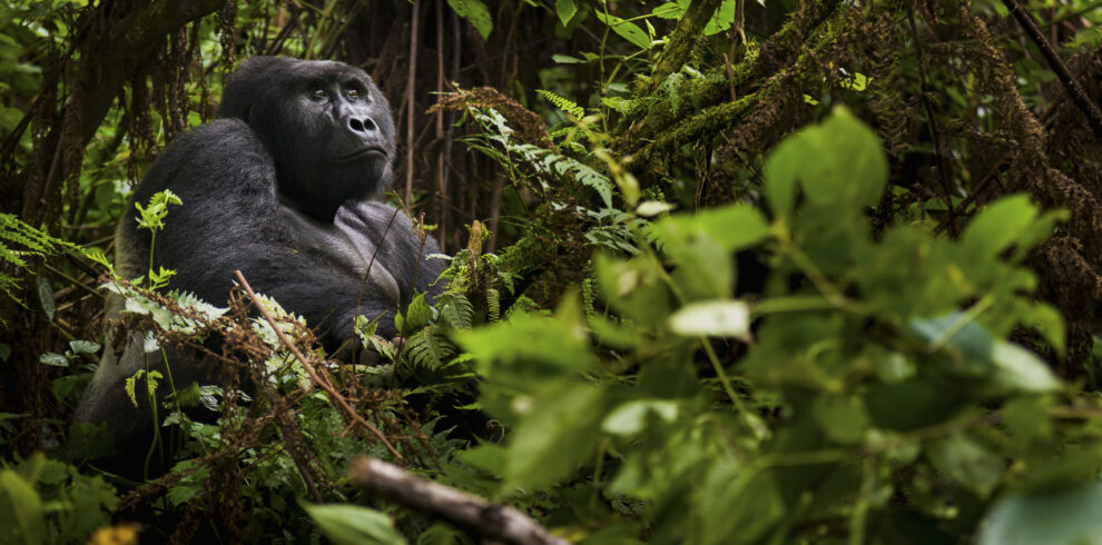 Uganda Gorilla Safari