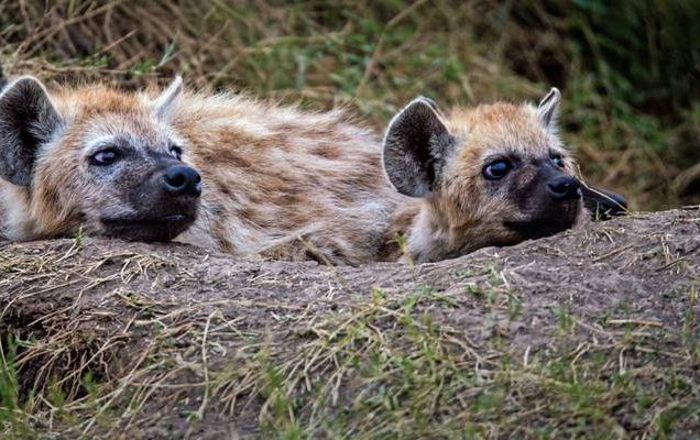 East Africa Safari